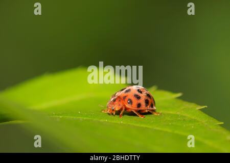 una specie di insetti chiamati coccinella di patate sulla foglia verde Foto Stock