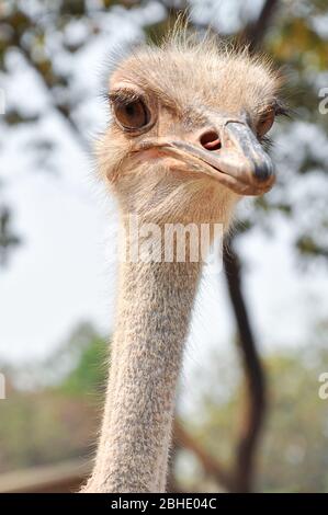 Lo struzzo è l'uccello vivente più grande e più pesante. Foto Stock