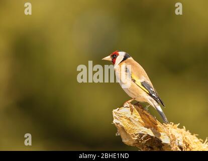 Goldfinch, Carduelis carduelis, arroccato su un ramo nella campagna britannica, primavera 2020 Foto Stock