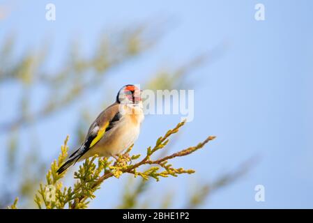 Goldfinch, Carduelis carduelis, arroccato su un ramo nella campagna britannica, primavera 2020 Foto Stock