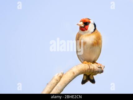 Goldfinch, Carduelis carduelis, arroccato su un ramo nella campagna britannica, primavera 2020 Foto Stock