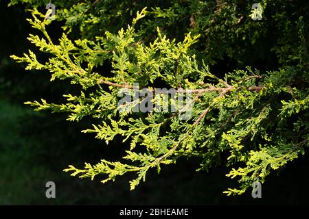 Primo piano del fogliame leylandii (Leyland Cypress, Cupressus × leylandii), Regno Unito Foto Stock