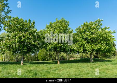 Alberi di castagno da cavallo fioriti (Aesculus ippocastanum) nel mese di aprile, Regno Unito Foto Stock