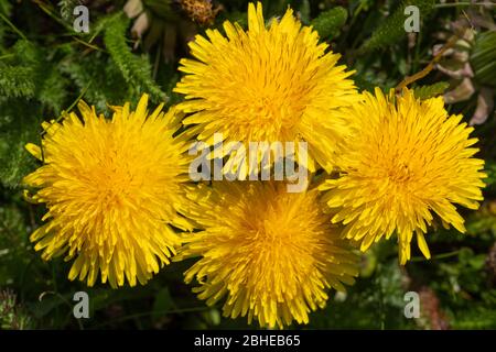 Fiori di dente di leone (Taraxacum officinale), fiori gialli luminosi dell'erbaccia comune o del wildflower, Regno Unito Foto Stock