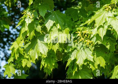 Norvegia acero (Acer platanoides) con alata semi (samaras) nel mese di aprile, Regno Unito Foto Stock