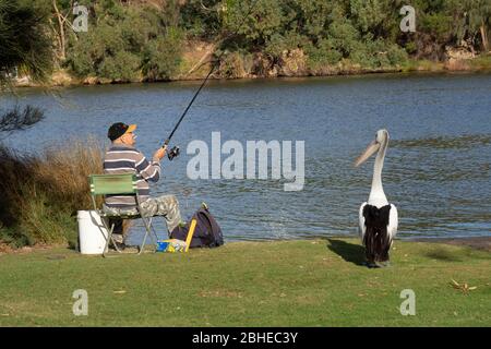 Pelican si trova accanto a un pescatore maschile ricreativo che pesca dal bordo del fiume Swan in Maylands Perth Australia Occidentale. Foto Stock