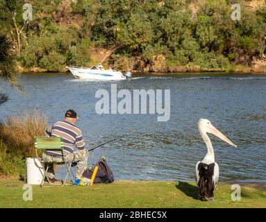 Pelican si trova accanto a un pescatore maschile ricreativo che pesca dal bordo del fiume Swan in Maylands Perth Australia Occidentale. Foto Stock