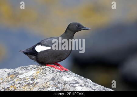 Black Guillemot (Cepphus grylle) Foto Stock