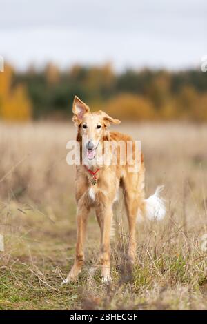 Cucciolo rosso di borzoi passeggiate all'aperto durante il giorno d'estate, avvistamento russo, sei mesi Foto Stock