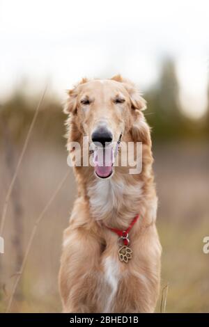 Cucciolo rosso di borzoi passeggiate all'aperto durante il giorno d'estate, avvistamento russo, sei mesi Foto Stock