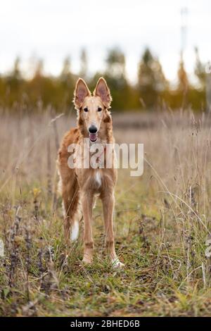 Cucciolo rosso di borzoi passeggiate all'aperto durante il giorno d'estate, avvistamento russo, sei mesi Foto Stock