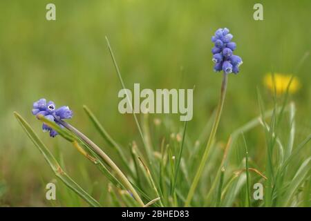 Fiori di giacinti d'uva con piccoli bulbi blu in giardino primaverile. Foto Stock