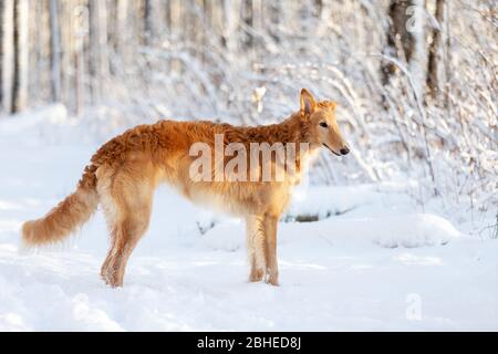 Cucciolo rosso di borzoi passeggiate all'aperto durante il giorno d'inverno, avvistamento russo, otto mesi Foto Stock