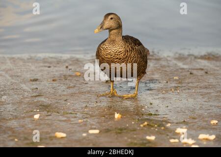 Somateria mollissima eider femmina anatra sul Seahouses beach in Northumberland Inghilterra Gran Bretagna Foto Stock