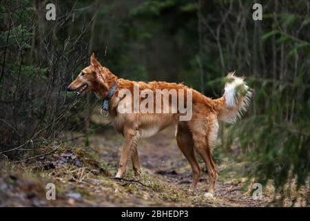 Cucciolo rosso di borzoi passeggiate all'aperto in autunno giorno, avvistamento russo, otto mesi Foto Stock
