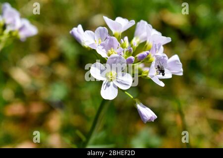 Gemme di un Mayflower (Cardamine pratensis). Foto Stock