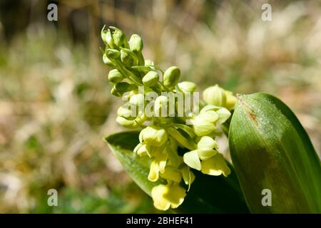 European White Hellebore (album Veratrum). Foto Stock