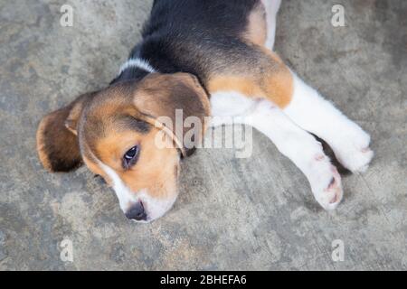 Carino cane cucciolo beagle dormire sul pavimento. Foto Stock