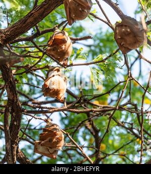 Pipistrelli di frutta appesi in un albero (Parco Nazionale di Hwange, Zimbabwe) durante la stagione invernale Foto Stock