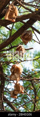 Pipistrelli di frutta appesi in un albero (Parco Nazionale di Hwange, Zimbabwe) durante la stagione invernale Foto Stock