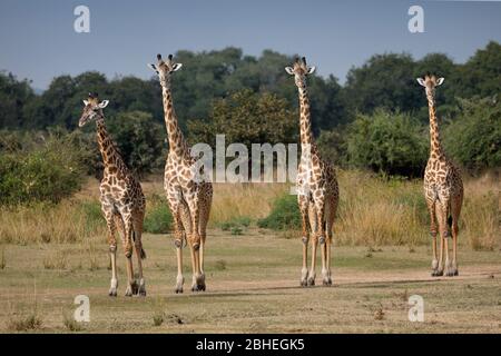 Giraffe di Thornicroft (Giraffa camelopardalis thornicrofti) allineate, South Luangwa NP, Zambia Foto Stock