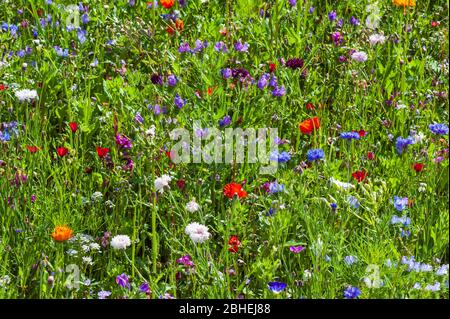 Prato di fiori selvatici con molti fiori colorati diversi, Germania, Europa Foto Stock