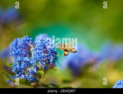 Un'ape di miele in volo che si prepara ad alimentare ad un fiore blu vivo di Ceanothus. Foto Stock