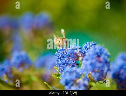 Un'ape di miele che si nutre ad un fiore blu vivo di Ceanothus. Foto Stock