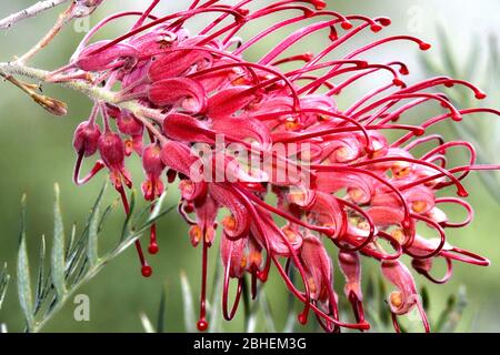 Fiore australiano grevillea fiorire Foto Stock