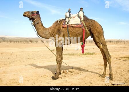 Cammello con sella nel deserto Foto Stock
