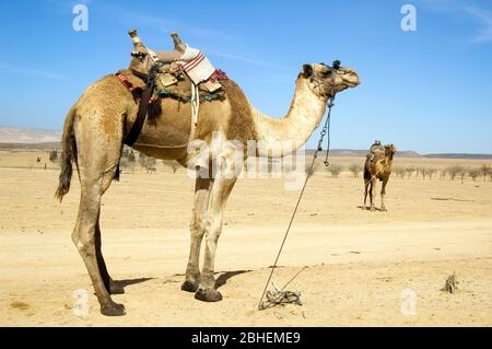 Cammello con sella nel deserto Foto Stock