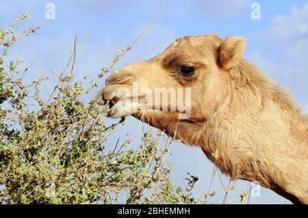 Il cammello si nutre di una pianta desertica Foto Stock