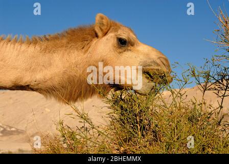 Il cammello si nutre di una pianta desertica Foto Stock