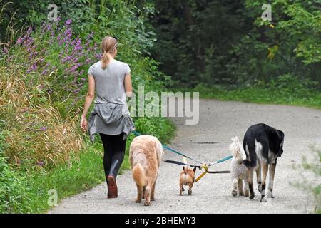 Cane escursionista donna con cani mentre camminano all'aperto Foto Stock