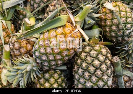 Bangkok, Thailandia - 3 marzo 2020: Ananas in vendita in un mercato di Bangkok, Thailandia Foto Stock