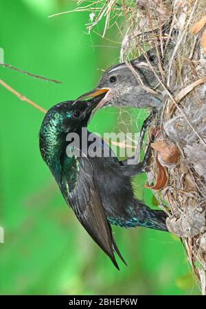 Sunbird maschio nutrire i suoi pulcini nel nido Foto Stock