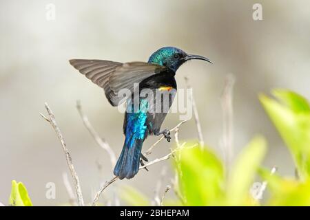 Girasolone con tufted arancione, ritratto maschile Foto Stock