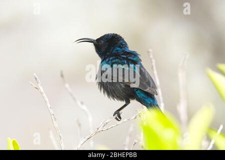 Girasolone con tufted arancione, ritratto maschile Foto Stock