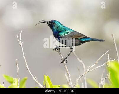 Girasolone con tufted arancione, ritratto maschile Foto Stock