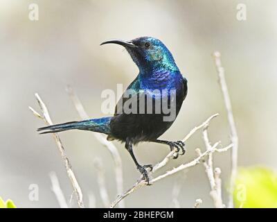 Girasolone con tufted arancione, ritratto maschile Foto Stock