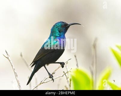 Girasolone con tufted arancione, ritratto maschile Foto Stock