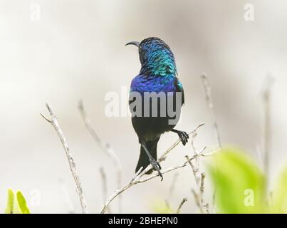 Girasolone con tufted arancione, ritratto maschile Foto Stock