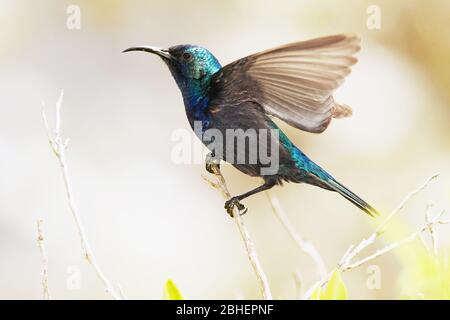 Girasolone con tufted arancione, ritratto maschile Foto Stock