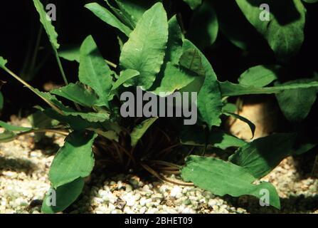 Tromba d'acqua di Wendt, Cryptocoryne wendtii Foto Stock