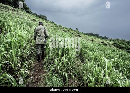 Guida in foresta di crescita nel Nord Kivu, RDC Foto Stock