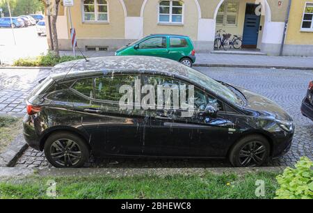 Escrementi di uccelli su un'auto parcheggiata in strada. Foto Stock