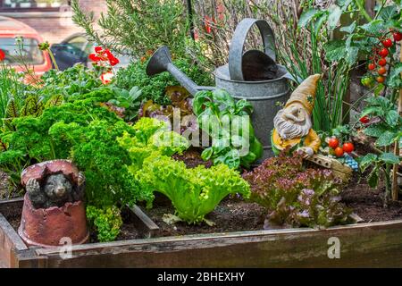 Giardino gnomo figurine ornamento tra diverse specie di lattuga, erbe, pomodori e verdi in scatola di legno di rialzato quadrato giardino piede sul balcone Foto Stock