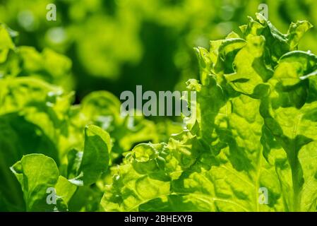 Lattuga fresca (Lactuca sativa), primo piano di foglie verdi Foto Stock