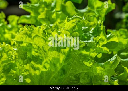Lattuga fresca (Lactuca sativa), primo piano di foglie verdi Foto Stock