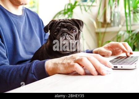 Uomo che lavora a casa con un computer portatile con cane nero. Ufficio mobile, online e remoto in quarantena Foto Stock